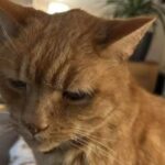 Kevin smette improvvisamente di mangiare: il gatto di 16 anni portato d’urgenza in clinica