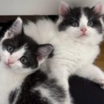 Salva una micina di tre settimane, poi ritrova anche il fratellino