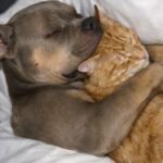 Temuto per la sua forza, il pitbull Titus veglia su un gattino abbandonato