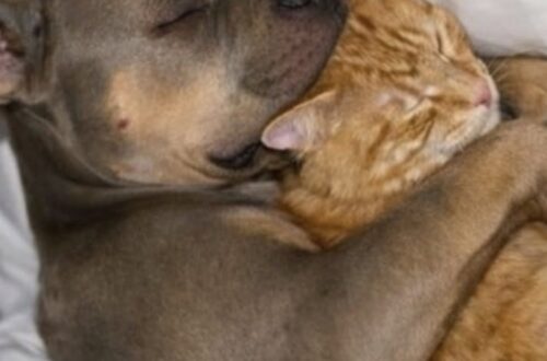Il cane era stato descritto come difficile e potenzialmente pericoloso. Con Pip, invece, ha mostrato un comportamento protettivo e sorprendentemente delicato.