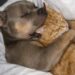Il cane era stato descritto come difficile e potenzialmente pericoloso. Con Pip, invece, ha mostrato un comportamento protettivo e sorprendentemente delicato.