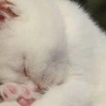Adottato da poche ore, si addormenta sereno nella sua nuova casa