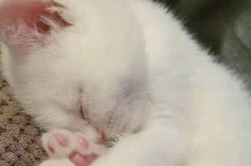 Dopo un passato difficile, un cane appena adottato trova finalmente riparo, cibo e tranquillità nelle prime ore trascorse con la sua nuova famiglia.