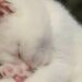 Dopo un passato difficile, un cane appena adottato trova finalmente riparo, cibo e tranquillità nelle prime ore trascorse con la sua nuova famiglia.