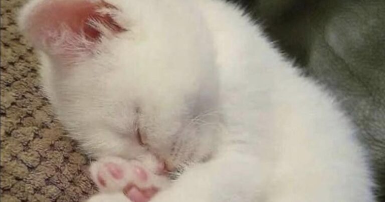 Dopo un passato difficile, un cane appena adottato trova finalmente riparo, cibo e tranquillità nelle prime ore trascorse con la sua nuova famiglia.