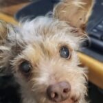 Chewy doveva restare solo pochi giorni: quindici anni dopo è ancora accanto a lei