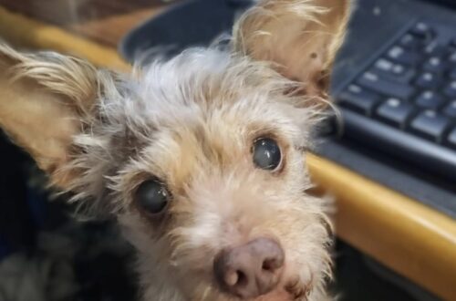 Chewy doveva restare solo pochi giorni: quindici anni dopo è ancora accanto a lei L’incontro casuale in un rifugio ha salvato un cane destinato a morire, trasformando uno stallo temporaneo in quindici anni di vita insieme. Quindici anni fa era entrata nel rifugio soltanto per accompagnare un’amica intenzionata ad adottare un gatto. Non cercava un animale e non aveva programmato di accoglierne uno in casa. La sua attenzione, però, fu attirata da due grandi orecchie appuntite che spuntavano dal bordo di un carrello spinto da un dipendente della struttura. Avvicinandosi, vide un cane dal muso particolare, con il pelo sporco e arruffato. L’animale tremava e sembrava disorientato. Quando la donna fece ancora qualche passo nella sua direzione, lui scese dal carrello e si rifugiò direttamente tra le sue braccia. Soltanto in quel momento comprese dove lo stessero conducendo. Il cane aveva esaurito il tempo a disposizione nel rifugio e il carrello era diretto verso “quella” stanza, quella dalla quale non sarebbe più uscito. Chewy salvato all’ultimo momento nel rifugio Accogliere un cane non rientrava nei suoi progetti. Non aveva preso in considerazione neppure l’ipotesi di offrirgli uno stallo per pochi giorni. La situazione cambiò completamente nel giro di venti minuti. Dopo le necessarie verifiche, la donna venne autorizzata a diventare la sua tutrice temporanea. Il cane aveva un mantello lungo, ruvido e spettinato che ricordava Chewbacca, il celebre personaggio di Star Wars. Per questo decise di chiamarlo Chewy. Quello che avrebbe dovuto essere un passaggio provvisorio, in attesa di una famiglia definitiva, non si è mai concluso. Quindici anni dopo, la proprietaria racconta infatti di starlo ancora “tenendo in stallo”. Nel frattempo Chewy è diventato il suo compagno più fedele. Il cane avrebbe almeno diciotto anni, anche se non è possibile stabilire con certezza la sua età. Il pelo si è progressivamente imbiancato, la vista è ormai molto ridotta e l’udito gli consente di percepire soltanto una parte dei suoni che lo circondano. Le passeggiate lente e le malattie superate Con il passare degli anni sono cambiate anche le abitudini quotidiane. Le passeggiate brevi ed energiche di un tempo hanno lasciato spazio a uscite molto più lente. Per coprire lo stesso tragitto che prima richiedeva circa quindici minuti, oggi ne occorrono quarantacinque. Chewy, tuttavia, continua a uscire e a mostrare interesse per ciò che incontra. L’età avanzata non ha cancellato il suo carattere allegro, testardo e talvolta buffo. Nel corso della sua lunga vita ha affrontato anche problemi di salute molto seri. È riuscito a superare un tumore intestinale e si è ripreso dopo una grave crisi convulsiva. In quella circostanza si temeva che potesse restare paralizzato, ma il cane ha recuperato ancora una volta. Le conseguenze dell’età sono evidenti e richiedono attenzioni sempre maggiori. Ogni giornata trascorsa insieme, però, rappresenta per la proprietaria un tempo che quindici anni fa non avrebbe mai immaginato di poter avere. Quindici anni dopo il primo incontro Il cane trasportato su un carrello verso la fine della sua permanenza nel rifugio è riuscito ad attraversare quindici stagioni accanto alla persona che si fermò a guardarlo. Quel gesto non programmato ha cambiato il destino di entrambi. Oggi Chewy è anziano, quasi cieco e con un udito molto limitato, ma continua a cercare il contatto, a passeggiare e a conservare i tratti del cane che saltò tra le braccia di una sconosciuta. La donna non nasconde la gratitudine per poterlo avere ancora accanto durante un’altra stagione di feste. Il suo racconto ricorda come uno stallo nato in pochi minuti possa trasformarsi in una presenza destinata a durare per gran parte della vita.
