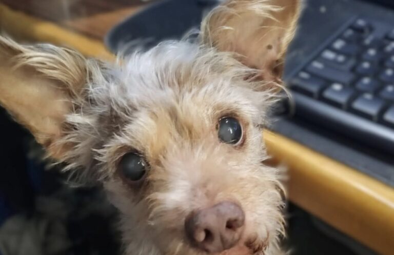 Chewy doveva restare solo pochi giorni: quindici anni dopo è ancora accanto a lei L’incontro casuale in un rifugio ha salvato un cane destinato a morire, trasformando uno stallo temporaneo in quindici anni di vita insieme. Quindici anni fa era entrata nel rifugio soltanto per accompagnare un’amica intenzionata ad adottare un gatto. Non cercava un animale e non aveva programmato di accoglierne uno in casa. La sua attenzione, però, fu attirata da due grandi orecchie appuntite che spuntavano dal bordo di un carrello spinto da un dipendente della struttura. Avvicinandosi, vide un cane dal muso particolare, con il pelo sporco e arruffato. L’animale tremava e sembrava disorientato. Quando la donna fece ancora qualche passo nella sua direzione, lui scese dal carrello e si rifugiò direttamente tra le sue braccia. Soltanto in quel momento comprese dove lo stessero conducendo. Il cane aveva esaurito il tempo a disposizione nel rifugio e il carrello era diretto verso “quella” stanza, quella dalla quale non sarebbe più uscito. Chewy salvato all’ultimo momento nel rifugio Accogliere un cane non rientrava nei suoi progetti. Non aveva preso in considerazione neppure l’ipotesi di offrirgli uno stallo per pochi giorni. La situazione cambiò completamente nel giro di venti minuti. Dopo le necessarie verifiche, la donna venne autorizzata a diventare la sua tutrice temporanea. Il cane aveva un mantello lungo, ruvido e spettinato che ricordava Chewbacca, il celebre personaggio di Star Wars. Per questo decise di chiamarlo Chewy. Quello che avrebbe dovuto essere un passaggio provvisorio, in attesa di una famiglia definitiva, non si è mai concluso. Quindici anni dopo, la proprietaria racconta infatti di starlo ancora “tenendo in stallo”. Nel frattempo Chewy è diventato il suo compagno più fedele. Il cane avrebbe almeno diciotto anni, anche se non è possibile stabilire con certezza la sua età. Il pelo si è progressivamente imbiancato, la vista è ormai molto ridotta e l’udito gli consente di percepire soltanto una parte dei suoni che lo circondano. Le passeggiate lente e le malattie superate Con il passare degli anni sono cambiate anche le abitudini quotidiane. Le passeggiate brevi ed energiche di un tempo hanno lasciato spazio a uscite molto più lente. Per coprire lo stesso tragitto che prima richiedeva circa quindici minuti, oggi ne occorrono quarantacinque. Chewy, tuttavia, continua a uscire e a mostrare interesse per ciò che incontra. L’età avanzata non ha cancellato il suo carattere allegro, testardo e talvolta buffo. Nel corso della sua lunga vita ha affrontato anche problemi di salute molto seri. È riuscito a superare un tumore intestinale e si è ripreso dopo una grave crisi convulsiva. In quella circostanza si temeva che potesse restare paralizzato, ma il cane ha recuperato ancora una volta. Le conseguenze dell’età sono evidenti e richiedono attenzioni sempre maggiori. Ogni giornata trascorsa insieme, però, rappresenta per la proprietaria un tempo che quindici anni fa non avrebbe mai immaginato di poter avere. Quindici anni dopo il primo incontro Il cane trasportato su un carrello verso la fine della sua permanenza nel rifugio è riuscito ad attraversare quindici stagioni accanto alla persona che si fermò a guardarlo. Quel gesto non programmato ha cambiato il destino di entrambi. Oggi Chewy è anziano, quasi cieco e con un udito molto limitato, ma continua a cercare il contatto, a passeggiare e a conservare i tratti del cane che saltò tra le braccia di una sconosciuta. La donna non nasconde la gratitudine per poterlo avere ancora accanto durante un’altra stagione di feste. Il suo racconto ricorda come uno stallo nato in pochi minuti possa trasformarsi in una presenza destinata a durare per gran parte della vita.