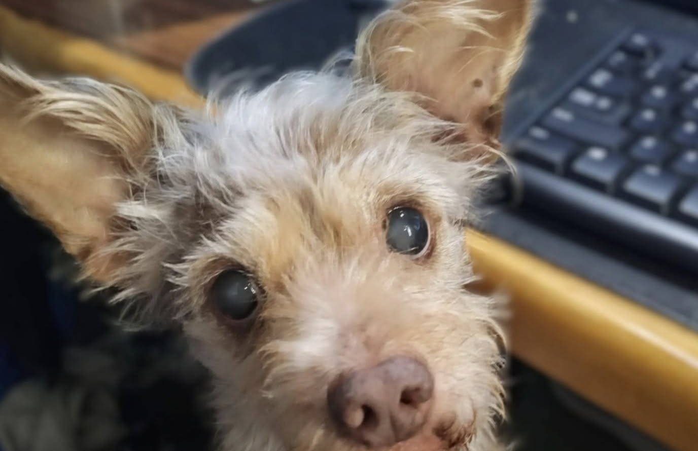 Chewy doveva restare solo pochi giorni: quindici anni dopo è ancora accanto a lei L’incontro casuale in un rifugio ha salvato un cane destinato a morire, trasformando uno stallo temporaneo in quindici anni di vita insieme. Quindici anni fa era entrata nel rifugio soltanto per accompagnare un’amica intenzionata ad adottare un gatto. Non cercava un animale e non aveva programmato di accoglierne uno in casa. La sua attenzione, però, fu attirata da due grandi orecchie appuntite che spuntavano dal bordo di un carrello spinto da un dipendente della struttura. Avvicinandosi, vide un cane dal muso particolare, con il pelo sporco e arruffato. L’animale tremava e sembrava disorientato. Quando la donna fece ancora qualche passo nella sua direzione, lui scese dal carrello e si rifugiò direttamente tra le sue braccia. Soltanto in quel momento comprese dove lo stessero conducendo. Il cane aveva esaurito il tempo a disposizione nel rifugio e il carrello era diretto verso “quella” stanza, quella dalla quale non sarebbe più uscito. Chewy salvato all’ultimo momento nel rifugio Accogliere un cane non rientrava nei suoi progetti. Non aveva preso in considerazione neppure l’ipotesi di offrirgli uno stallo per pochi giorni. La situazione cambiò completamente nel giro di venti minuti. Dopo le necessarie verifiche, la donna venne autorizzata a diventare la sua tutrice temporanea. Il cane aveva un mantello lungo, ruvido e spettinato che ricordava Chewbacca, il celebre personaggio di Star Wars. Per questo decise di chiamarlo Chewy. Quello che avrebbe dovuto essere un passaggio provvisorio, in attesa di una famiglia definitiva, non si è mai concluso. Quindici anni dopo, la proprietaria racconta infatti di starlo ancora “tenendo in stallo”. Nel frattempo Chewy è diventato il suo compagno più fedele. Il cane avrebbe almeno diciotto anni, anche se non è possibile stabilire con certezza la sua età. Il pelo si è progressivamente imbiancato, la vista è ormai molto ridotta e l’udito gli consente di percepire soltanto una parte dei suoni che lo circondano. Le passeggiate lente e le malattie superate Con il passare degli anni sono cambiate anche le abitudini quotidiane. Le passeggiate brevi ed energiche di un tempo hanno lasciato spazio a uscite molto più lente. Per coprire lo stesso tragitto che prima richiedeva circa quindici minuti, oggi ne occorrono quarantacinque. Chewy, tuttavia, continua a uscire e a mostrare interesse per ciò che incontra. L’età avanzata non ha cancellato il suo carattere allegro, testardo e talvolta buffo. Nel corso della sua lunga vita ha affrontato anche problemi di salute molto seri. È riuscito a superare un tumore intestinale e si è ripreso dopo una grave crisi convulsiva. In quella circostanza si temeva che potesse restare paralizzato, ma il cane ha recuperato ancora una volta. Le conseguenze dell’età sono evidenti e richiedono attenzioni sempre maggiori. Ogni giornata trascorsa insieme, però, rappresenta per la proprietaria un tempo che quindici anni fa non avrebbe mai immaginato di poter avere. Quindici anni dopo il primo incontro Il cane trasportato su un carrello verso la fine della sua permanenza nel rifugio è riuscito ad attraversare quindici stagioni accanto alla persona che si fermò a guardarlo. Quel gesto non programmato ha cambiato il destino di entrambi. Oggi Chewy è anziano, quasi cieco e con un udito molto limitato, ma continua a cercare il contatto, a passeggiare e a conservare i tratti del cane che saltò tra le braccia di una sconosciuta. La donna non nasconde la gratitudine per poterlo avere ancora accanto durante un’altra stagione di feste. Il suo racconto ricorda come uno stallo nato in pochi minuti possa trasformarsi in una presenza destinata a durare per gran parte della vita.