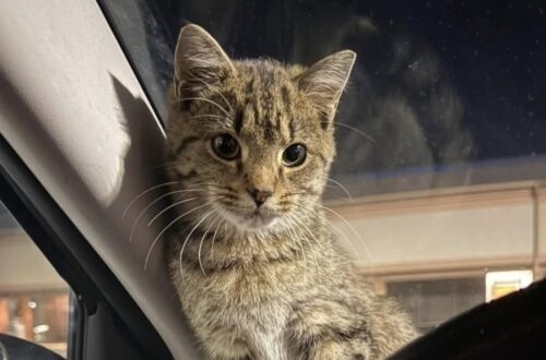 La gattina vagava impaurita e affamata. Chi l’ha soccorsa cerca la sua famiglia, ma potrebbe averle già trovato una nuova casa.