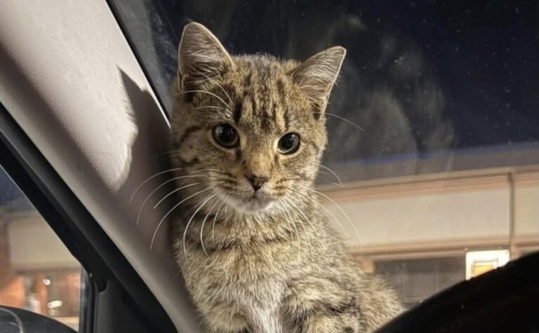 La gattina vagava impaurita e affamata. Chi l’ha soccorsa cerca la sua famiglia, ma potrebbe averle già trovato una nuova casa.