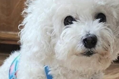 Mia Rose muore dopo mesi di diabete: l’addio nella notte dopo tredici anni insieme La gatta era malata da maggio. Dopo un rapido peggioramento, la proprietaria ha scelto di porre fine alle sue sofferenze. La decisione è arrivata nella notte, dopo ore segnate dal dolore e dalla consapevolezza che le condizioni della gatta non lasciavano più spazio a un recupero. Mia Rose, 13 anni, è morta poco dopo essere stata accompagnata d’urgenza dal veterinario. La sua proprietaria l’ha tenuta tra le braccia fino all’ultimo momento, parlandole e ricordandole quanto fosse stata importante. Una scelta maturata dopo un fine settimana difficile, durante il quale il quadro clinico dell’animale era progressivamente peggiorato. Da maggio Mia Rose conviveva con il diabete. La gestione della malattia aveva imposto una nuova quotidianità, fatta di pasti controllati, iniezioni e verifiche costanti. Dopo ogni terapia arrivavano le coccole, diventate parte di una routine precisa che per mesi aveva permesso alla gatta di mantenere una certa stabilità. Mia Rose e la lunga convivenza con il diabete Nel corso dei mesi, però, la malattia aveva reso Mia Rose sempre più fragile. Per tre volte aveva già affrontato complicazioni importanti, riuscendo ogni volta a superarle grazie alle cure veterinarie e all’assistenza continua ricevuta in casa. La proprietaria non aveva mai smesso di occuparsi di lei, affrontando visite, terapie e spese senza interrompere le cure. Il legame costruito in tredici anni aveva trasformato ogni gesto quotidiano in una responsabilità precisa. Durante l’ultimo fine settimana, le condizioni della gatta sono precipitate. Il lunedì successivo Mia Rose ha trascorso l’intera giornata dal veterinario, mentre la proprietaria era al lavoro. Al momento di riprenderla, il cambiamento è apparso evidente. La gatta non mostrava più interesse per il cibo e rifiutava ogni tentativo di assistenza. Girava la testa quando le veniva offerto qualcosa da mangiare e appariva ormai priva delle energie necessarie per reagire. Il peggioramento durante la notte Nelle ore successive Mia Rose si è sdraiata accanto al letto. Ha provato più volte a bere, senza riuscirci. La sua volontà di resistere era ancora percepibile, ma il dolore e la debolezza avevano compromesso ogni movimento. Alle 22:30 la proprietaria ha deciso di accompagnarla nuovamente dal veterinario. Era il momento che temeva da mesi, ma che non poteva più rimandare. Durante gli ultimi minuti l’ha stretta tra le braccia e le ha parlato, ricordandole quanto fosse amata e quanto fosse stata coraggiosa durante la malattia. Poco dopo Mia Rose si è spenta senza ulteriori sofferenze. La proprietaria ha descritto quella scelta come l’ultimo gesto di cura possibile. La consapevolezza di aver evitato altro dolore, tuttavia, non ha cancellato il senso di vuoto lasciato dalla sua assenza. Dopo tredici anni trascorsi insieme, la casa appare ora diversa. Sono scomparsi i rumori della routine, gli appuntamenti con le terapie e la presenza silenziosa della gatta accanto al letto. Restano il ricordo degli anni condivisi e le parole dell’ultimo saluto: “Riposa in pace, piccola Mia Rose. Sarai per sempre il mio cuore coi baffi”.
