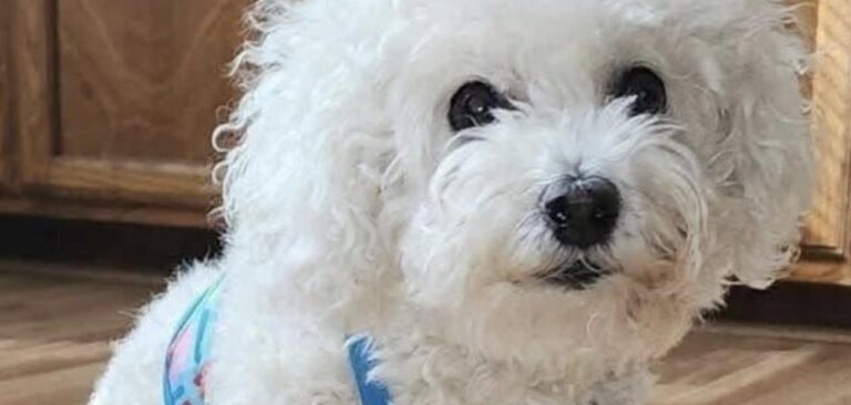 Mia Rose muore dopo mesi di diabete: l’addio nella notte dopo tredici anni insieme La gatta era malata da maggio. Dopo un rapido peggioramento, la proprietaria ha scelto di porre fine alle sue sofferenze. La decisione è arrivata nella notte, dopo ore segnate dal dolore e dalla consapevolezza che le condizioni della gatta non lasciavano più spazio a un recupero. Mia Rose, 13 anni, è morta poco dopo essere stata accompagnata d’urgenza dal veterinario. La sua proprietaria l’ha tenuta tra le braccia fino all’ultimo momento, parlandole e ricordandole quanto fosse stata importante. Una scelta maturata dopo un fine settimana difficile, durante il quale il quadro clinico dell’animale era progressivamente peggiorato. Da maggio Mia Rose conviveva con il diabete. La gestione della malattia aveva imposto una nuova quotidianità, fatta di pasti controllati, iniezioni e verifiche costanti. Dopo ogni terapia arrivavano le coccole, diventate parte di una routine precisa che per mesi aveva permesso alla gatta di mantenere una certa stabilità. Mia Rose e la lunga convivenza con il diabete Nel corso dei mesi, però, la malattia aveva reso Mia Rose sempre più fragile. Per tre volte aveva già affrontato complicazioni importanti, riuscendo ogni volta a superarle grazie alle cure veterinarie e all’assistenza continua ricevuta in casa. La proprietaria non aveva mai smesso di occuparsi di lei, affrontando visite, terapie e spese senza interrompere le cure. Il legame costruito in tredici anni aveva trasformato ogni gesto quotidiano in una responsabilità precisa. Durante l’ultimo fine settimana, le condizioni della gatta sono precipitate. Il lunedì successivo Mia Rose ha trascorso l’intera giornata dal veterinario, mentre la proprietaria era al lavoro. Al momento di riprenderla, il cambiamento è apparso evidente. La gatta non mostrava più interesse per il cibo e rifiutava ogni tentativo di assistenza. Girava la testa quando le veniva offerto qualcosa da mangiare e appariva ormai priva delle energie necessarie per reagire. Il peggioramento durante la notte Nelle ore successive Mia Rose si è sdraiata accanto al letto. Ha provato più volte a bere, senza riuscirci. La sua volontà di resistere era ancora percepibile, ma il dolore e la debolezza avevano compromesso ogni movimento. Alle 22:30 la proprietaria ha deciso di accompagnarla nuovamente dal veterinario. Era il momento che temeva da mesi, ma che non poteva più rimandare. Durante gli ultimi minuti l’ha stretta tra le braccia e le ha parlato, ricordandole quanto fosse amata e quanto fosse stata coraggiosa durante la malattia. Poco dopo Mia Rose si è spenta senza ulteriori sofferenze. La proprietaria ha descritto quella scelta come l’ultimo gesto di cura possibile. La consapevolezza di aver evitato altro dolore, tuttavia, non ha cancellato il senso di vuoto lasciato dalla sua assenza. Dopo tredici anni trascorsi insieme, la casa appare ora diversa. Sono scomparsi i rumori della routine, gli appuntamenti con le terapie e la presenza silenziosa della gatta accanto al letto. Restano il ricordo degli anni condivisi e le parole dell’ultimo saluto: “Riposa in pace, piccola Mia Rose. Sarai per sempre il mio cuore coi baffi”.