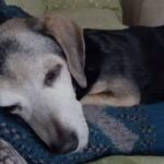 Adotta il cane più anziano e malato del rifugio: «È lui, è il mio cane»