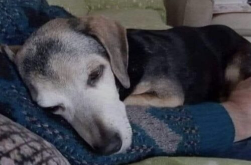 Adotta il cane più anziano e malato del rifugio: «È lui, è il mio cane» Un uomo sceglie l’animale che nessuno sembrava disposto ad accogliere e lo porta via dal rifugio per offrirgli una nuova vita. Era rimasto in disparte, rannicchiato in un angolo del box, senza reagire all’arrivo di chi entrava nel rifugio. Non cercava attenzioni e non si avvicinava alla porta. Il cane più anziano della struttura, provato dalla malattia e dai dolori, sembrava ormai abituato a essere ignorato. La persona arrivata per adottare un animale, però, non ha avuto dubbi. Nonostante nel recinto ci fossero altri cani più giovani e vivaci, la scelta è ricaduta proprio su quello che appariva più fragile e bisognoso di cure. La volontaria presente ha cercato più volte di accertarsi che la decisione fosse davvero consapevole. “Sei sicura di questo? Sicura davvero?”, ha domandato. La risposta è arrivata senza esitazioni: “È lui. È il mio cane.” L’adozione del cane più anziano del rifugio Quando il box è stato aperto, altri tre animali si sono avvicinati immediatamente, cercando il contatto con il visitatore. Il cane anziano, invece, è rimasto fermo. La persona che aveva deciso di adottarlo ha attraversato il recinto senza cambiare direzione e si è avvicinata direttamente a lui. Solo allora l’animale ha alzato lo sguardo. Fino a quel momento non si era quasi mosso, come se non si aspettasse più di essere scelto. Il primo contatto è avvenuto in silenzio, con un abbraccio e poche parole pronunciate a bassa voce. Da quel momento, per il cane, è iniziata una fase completamente diversa. Non più le giornate trascorse nel box e l’attesa di qualcuno disposto a fermarsi davanti alla sua gabbia, ma una casa, cure adeguate e una persona pronta ad accompagnarlo nel periodo più delicato della sua vita. Il primo riposo fuori dal box Dopo l’uscita dal rifugio, il cane si è lasciato andare sulle ginocchia del nuovo proprietario e si è addormentato. Un gesto semplice, ma significativo per un animale che aveva trascorso molto tempo in una condizione di paura, dolore e incertezza. L’adozione di un cane anziano comporta spesso maggiori responsabilità. Possono essere necessarie visite veterinarie frequenti, terapie, attenzioni quotidiane e una gestione più delicata rispetto a quella richiesta da un animale giovane. Per questo motivo molti esemplari avanti con l’età restano nei rifugi più a lungo. In questo caso, però, proprio le condizioni dell’animale hanno determinato la scelta. Chi lo ha adottato ha preferito offrire una possibilità al cane che sembrava avere meno opportunità degli altri. Il racconto si chiude con un invito rivolto a chi sta valutando un’adozione: “Regalategli una vita. Regalategli un abbraccio. Hanno bisogno di noi.” Una testimonianza firmata con poche parole: “Da un papà che ha salvato un’anima.”