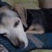 Adotta il cane più anziano e malato del rifugio: «È lui, è il mio cane» Un uomo sceglie l’animale che nessuno sembrava disposto ad accogliere e lo porta via dal rifugio per offrirgli una nuova vita. Era rimasto in disparte, rannicchiato in un angolo del box, senza reagire all’arrivo di chi entrava nel rifugio. Non cercava attenzioni e non si avvicinava alla porta. Il cane più anziano della struttura, provato dalla malattia e dai dolori, sembrava ormai abituato a essere ignorato. La persona arrivata per adottare un animale, però, non ha avuto dubbi. Nonostante nel recinto ci fossero altri cani più giovani e vivaci, la scelta è ricaduta proprio su quello che appariva più fragile e bisognoso di cure. La volontaria presente ha cercato più volte di accertarsi che la decisione fosse davvero consapevole. “Sei sicura di questo? Sicura davvero?”, ha domandato. La risposta è arrivata senza esitazioni: “È lui. È il mio cane.” L’adozione del cane più anziano del rifugio Quando il box è stato aperto, altri tre animali si sono avvicinati immediatamente, cercando il contatto con il visitatore. Il cane anziano, invece, è rimasto fermo. La persona che aveva deciso di adottarlo ha attraversato il recinto senza cambiare direzione e si è avvicinata direttamente a lui. Solo allora l’animale ha alzato lo sguardo. Fino a quel momento non si era quasi mosso, come se non si aspettasse più di essere scelto. Il primo contatto è avvenuto in silenzio, con un abbraccio e poche parole pronunciate a bassa voce. Da quel momento, per il cane, è iniziata una fase completamente diversa. Non più le giornate trascorse nel box e l’attesa di qualcuno disposto a fermarsi davanti alla sua gabbia, ma una casa, cure adeguate e una persona pronta ad accompagnarlo nel periodo più delicato della sua vita. Il primo riposo fuori dal box Dopo l’uscita dal rifugio, il cane si è lasciato andare sulle ginocchia del nuovo proprietario e si è addormentato. Un gesto semplice, ma significativo per un animale che aveva trascorso molto tempo in una condizione di paura, dolore e incertezza. L’adozione di un cane anziano comporta spesso maggiori responsabilità. Possono essere necessarie visite veterinarie frequenti, terapie, attenzioni quotidiane e una gestione più delicata rispetto a quella richiesta da un animale giovane. Per questo motivo molti esemplari avanti con l’età restano nei rifugi più a lungo. In questo caso, però, proprio le condizioni dell’animale hanno determinato la scelta. Chi lo ha adottato ha preferito offrire una possibilità al cane che sembrava avere meno opportunità degli altri. Il racconto si chiude con un invito rivolto a chi sta valutando un’adozione: “Regalategli una vita. Regalategli un abbraccio. Hanno bisogno di noi.” Una testimonianza firmata con poche parole: “Da un papà che ha salvato un’anima.”