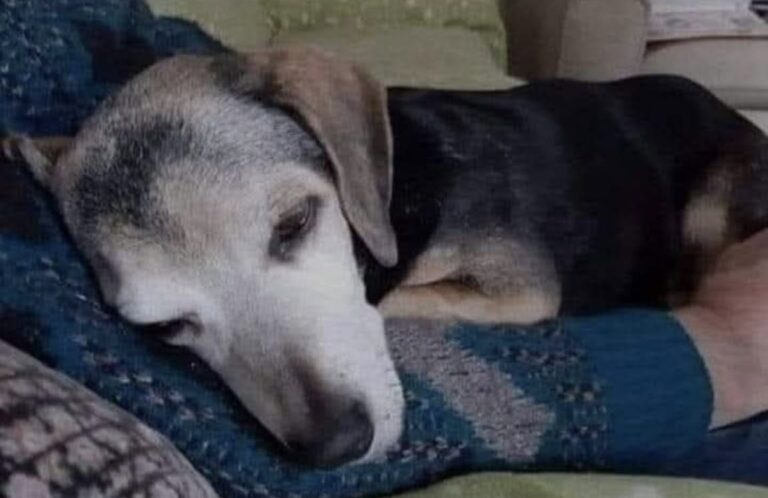 Adotta il cane più anziano e malato del rifugio: «È lui, è il mio cane» Un uomo sceglie l’animale che nessuno sembrava disposto ad accogliere e lo porta via dal rifugio per offrirgli una nuova vita. Era rimasto in disparte, rannicchiato in un angolo del box, senza reagire all’arrivo di chi entrava nel rifugio. Non cercava attenzioni e non si avvicinava alla porta. Il cane più anziano della struttura, provato dalla malattia e dai dolori, sembrava ormai abituato a essere ignorato. La persona arrivata per adottare un animale, però, non ha avuto dubbi. Nonostante nel recinto ci fossero altri cani più giovani e vivaci, la scelta è ricaduta proprio su quello che appariva più fragile e bisognoso di cure. La volontaria presente ha cercato più volte di accertarsi che la decisione fosse davvero consapevole. “Sei sicura di questo? Sicura davvero?”, ha domandato. La risposta è arrivata senza esitazioni: “È lui. È il mio cane.” L’adozione del cane più anziano del rifugio Quando il box è stato aperto, altri tre animali si sono avvicinati immediatamente, cercando il contatto con il visitatore. Il cane anziano, invece, è rimasto fermo. La persona che aveva deciso di adottarlo ha attraversato il recinto senza cambiare direzione e si è avvicinata direttamente a lui. Solo allora l’animale ha alzato lo sguardo. Fino a quel momento non si era quasi mosso, come se non si aspettasse più di essere scelto. Il primo contatto è avvenuto in silenzio, con un abbraccio e poche parole pronunciate a bassa voce. Da quel momento, per il cane, è iniziata una fase completamente diversa. Non più le giornate trascorse nel box e l’attesa di qualcuno disposto a fermarsi davanti alla sua gabbia, ma una casa, cure adeguate e una persona pronta ad accompagnarlo nel periodo più delicato della sua vita. Il primo riposo fuori dal box Dopo l’uscita dal rifugio, il cane si è lasciato andare sulle ginocchia del nuovo proprietario e si è addormentato. Un gesto semplice, ma significativo per un animale che aveva trascorso molto tempo in una condizione di paura, dolore e incertezza. L’adozione di un cane anziano comporta spesso maggiori responsabilità. Possono essere necessarie visite veterinarie frequenti, terapie, attenzioni quotidiane e una gestione più delicata rispetto a quella richiesta da un animale giovane. Per questo motivo molti esemplari avanti con l’età restano nei rifugi più a lungo. In questo caso, però, proprio le condizioni dell’animale hanno determinato la scelta. Chi lo ha adottato ha preferito offrire una possibilità al cane che sembrava avere meno opportunità degli altri. Il racconto si chiude con un invito rivolto a chi sta valutando un’adozione: “Regalategli una vita. Regalategli un abbraccio. Hanno bisogno di noi.” Una testimonianza firmata con poche parole: “Da un papà che ha salvato un’anima.”