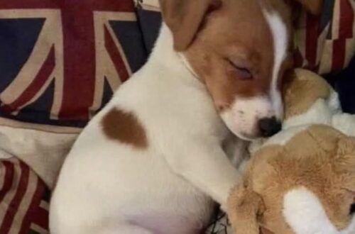 Appena adottato, il piccolo cane ha esplorato ogni stanza prima di addormentarsi accanto al gioco scelto al suo arrivo.