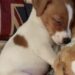 Appena adottato, il piccolo cane ha esplorato ogni stanza prima di addormentarsi accanto al gioco scelto al suo arrivo.
