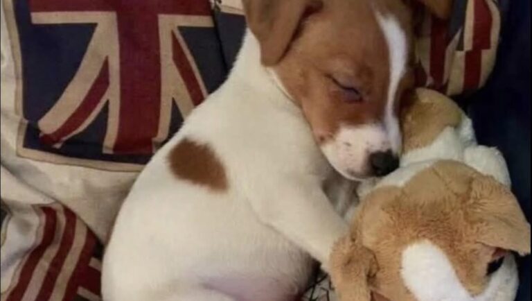 Appena adottato, il piccolo cane ha esplorato ogni stanza prima di addormentarsi accanto al gioco scelto al suo arrivo.