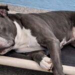 Sette anni in rifugio, poi la morte: il Pittie anziano non ha mai trovato casa