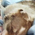 Accoglie un animale anziano nelle sue ultime ore, ma insieme vivono ancora settimane