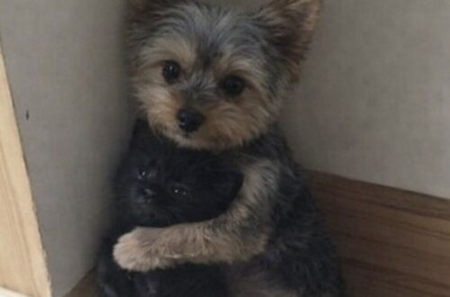 Il cane tremava in un angolo quando il piccolo gatto gli si è avvicinato. Il rifugio ha deciso di affidarli soltanto in coppia.