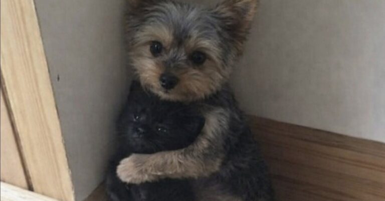 Il cane tremava in un angolo quando il piccolo gatto gli si è avvicinato. Il rifugio ha deciso di affidarli soltanto in coppia.