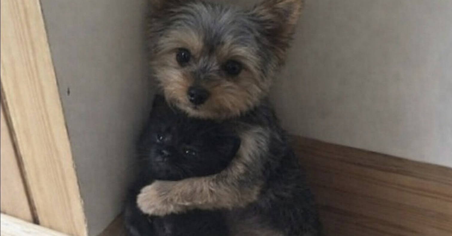 Il cane tremava in un angolo quando il piccolo gatto gli si è avvicinato. Il rifugio ha deciso di affidarli soltanto in coppia.