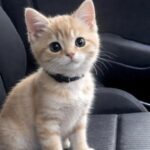 Il gattino lascia il rifugio senza sapere che quella macchina lo porta a casa
