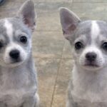 A 66 anni adottano due cuccioli di Chihuahua dopo la perdita del loro Labrador