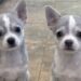 La coppia pensava di non accogliere più cani. Durante un evento di adozione, però, due cuccioli hanno cambiato ogni programma.