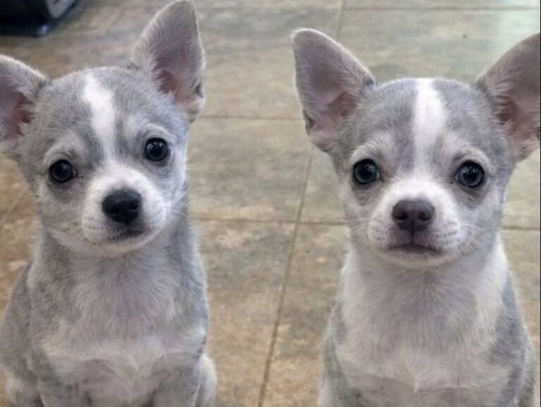 La coppia pensava di non accogliere più cani. Durante un evento di adozione, però, due cuccioli hanno cambiato ogni programma.