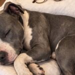 Cucciolo di pitbull trovato solo in strada, nessun microchip e una nuova casa