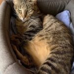 Gatto sconosciuto entra in casa e decide di non andarsene più