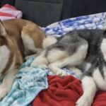 Abbandonati fuori casa dopo un pignoramento, due cani salvati scavalcando una recinzione