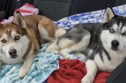 Due cani abbandonati dopo uno sfratto sono stati salvati da una vicina che ha scavalcato la recinzione prima dell’arrivo dei soccorsi.