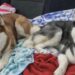 Due cani abbandonati dopo uno sfratto sono stati salvati da una vicina che ha scavalcato la recinzione prima dell’arrivo dei soccorsi.