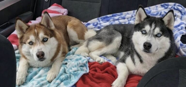 Due cani abbandonati dopo uno sfratto sono stati salvati da una vicina che ha scavalcato la recinzione prima dell’arrivo dei soccorsi.