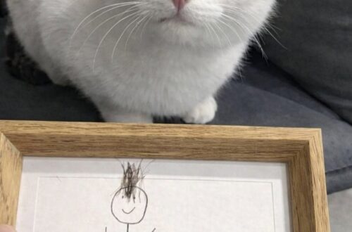 A undici anni comunica senza parole: il regalo alla madre racconta il loro legame Un bambino non verbale ha realizzato un ritratto con capelli e pelo del gatto, consegnandolo alla madre dentro una cornice. Per undici anni non ha mai pronunciato una parola. Ieri, però, ha consegnato alla madre una cornice di legno con un disegno costruito utilizzando piccoli frammenti della loro vita quotidiana. Dentro aveva raffigurato tre presenze: se stesso, la donna che lo cresce e Mochi, il gatto rosso arrivato in famiglia tre anni prima. Sulla figura della madre aveva incollato capelli veri, raccolti dalla spazzola. Accanto aveva disegnato il gatto, completandolo con un ciuffo del suo pelo. In basso compariva una data scritta con attenzione: 18 gennaio 2026. La donna ha osservato il lavoro, poi si è chiusa in bagno per piangere senza che il figlio la sentisse. Quel ritratto rappresentava una dichiarazione che il bambino non avrebbe potuto esprimere verbalmente, ma che aveva costruito con precisione attraverso immagini, materiali e gesti. Il bambino non verbale e una diversa forma di comunicazione Fin dalla nascita, il ragazzo comunica senza utilizzare il linguaggio parlato. Nel corso degli anni la madre ha incontrato medici, specialisti e insegnanti che l’hanno invitata a ridimensionare le proprie aspettative. “Accetti i suoi limiti, riduca le aspettative, sia realista.” La donna racconta di aver smesso di considerare quelle indicazioni come l’unica possibile lettura delle capacità del figlio quando lui aveva sei anni. In quel periodo costruì un’intera città di cartone, completa di porte e finestre funzionanti. Per la madre, quel progetto dimostrava che il bambino non era privo di strumenti per esprimersi. Utilizzava semplicemente modalità diverse da quelle attese dagli adulti. “Mio figlio sa comunicare benissimo. È il mondo che non ha ancora imparato la sua lingua.” Disegni, costruzioni, oggetti e scelte quotidiane sono diventati nel tempo il suo modo di mostrare desideri, emozioni e legami. L’arrivo di Mochi in un periodo difficile Tre anni fa il bambino attraversava una fase particolarmente delicata. Aveva smesso di disegnare e di giocare, mangiava poco e mostrava sempre meno interesse per le attività che prima lo coinvolgevano. La madre, preoccupata, si sentiva incapace di trovare una strada per raggiungerlo. Il cambiamento iniziò durante una visita a un rifugio per animali. Dietro una parete di vetro c’era Mochi, un piccolo gatto rosso molto magro. Il bambino si avvicinò, appoggiò entrambe le mani sul vetro e rimase in quella posizione per quaranta minuti. Non disse nulla e non indicò il gatto. Non serviva. “Quello, nel suo modo, era un sì gridato con tutta l’anima.” La famiglia decise di adottare Mochi. Da quel momento il gatto cominciò a dormire sul letto del bambino e a seguirlo durante la giornata. Poco alla volta, il ragazzo riprese anche a disegnare. All’inizio realizzava figure semplici, poi tornò a costruire immagini più articolate. Per la madre, quella ripresa aveva un valore maggiore di qualsiasi valutazione formale. La cornice costruita con frammenti della famiglia Il regalo consegnato ieri rappresenta uno dei lavori più personali realizzati dal bambino. Non si è limitato a disegnare le figure, ma ha inserito elementi fisici appartenenti alle persone e all’animale raffigurati. I capelli della madre erano stati presi dalla spazzola. Il pelo rosso proveniva da Mochi. La data, scritta lentamente e con particolare cura, fissava il momento in cui quell’opera era stata completata. Era un ritratto di famiglia costruito con parti reali della famiglia. La madre ha compreso immediatamente il significato del gesto. “Non può dirmi ti amo con le parole.” “Ma quella cornice lo ha urlato più forte di qualsiasi voce.” Il bambino non aveva bisogno di pronunciare una frase per rendere riconoscibile ciò che provava. Aveva scelto un oggetto, raccolto i materiali, realizzato il disegno e affidato alla madre il risultato finale. Per la donna, quella cornice non è soltanto un lavoro creativo. È la conferma che la comunicazione può esistere anche fuori dal linguaggio parlato e che un legame può essere espresso attraverso dettagli che richiedono tempo, attenzione e osservazione. “A volte l’amore non si sente. Si vede. E quando riesci a vederlo, ti cambia per sempre.”