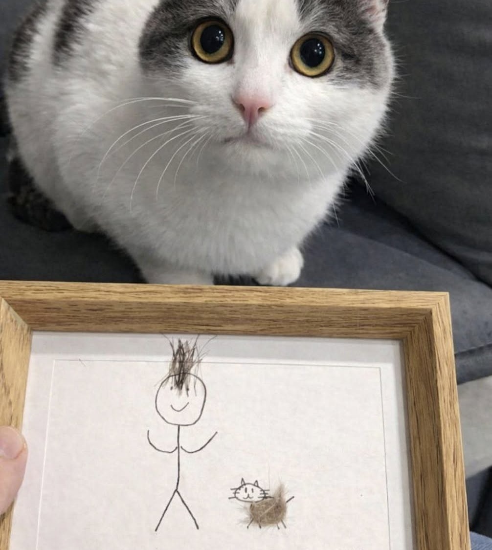 A undici anni comunica senza parole: il regalo alla madre racconta il loro legame Un bambino non verbale ha realizzato un ritratto con capelli e pelo del gatto, consegnandolo alla madre dentro una cornice. Per undici anni non ha mai pronunciato una parola. Ieri, però, ha consegnato alla madre una cornice di legno con un disegno costruito utilizzando piccoli frammenti della loro vita quotidiana. Dentro aveva raffigurato tre presenze: se stesso, la donna che lo cresce e Mochi, il gatto rosso arrivato in famiglia tre anni prima. Sulla figura della madre aveva incollato capelli veri, raccolti dalla spazzola. Accanto aveva disegnato il gatto, completandolo con un ciuffo del suo pelo. In basso compariva una data scritta con attenzione: 18 gennaio 2026. La donna ha osservato il lavoro, poi si è chiusa in bagno per piangere senza che il figlio la sentisse. Quel ritratto rappresentava una dichiarazione che il bambino non avrebbe potuto esprimere verbalmente, ma che aveva costruito con precisione attraverso immagini, materiali e gesti. Il bambino non verbale e una diversa forma di comunicazione Fin dalla nascita, il ragazzo comunica senza utilizzare il linguaggio parlato. Nel corso degli anni la madre ha incontrato medici, specialisti e insegnanti che l’hanno invitata a ridimensionare le proprie aspettative. “Accetti i suoi limiti, riduca le aspettative, sia realista.” La donna racconta di aver smesso di considerare quelle indicazioni come l’unica possibile lettura delle capacità del figlio quando lui aveva sei anni. In quel periodo costruì un’intera città di cartone, completa di porte e finestre funzionanti. Per la madre, quel progetto dimostrava che il bambino non era privo di strumenti per esprimersi. Utilizzava semplicemente modalità diverse da quelle attese dagli adulti. “Mio figlio sa comunicare benissimo. È il mondo che non ha ancora imparato la sua lingua.” Disegni, costruzioni, oggetti e scelte quotidiane sono diventati nel tempo il suo modo di mostrare desideri, emozioni e legami. L’arrivo di Mochi in un periodo difficile Tre anni fa il bambino attraversava una fase particolarmente delicata. Aveva smesso di disegnare e di giocare, mangiava poco e mostrava sempre meno interesse per le attività che prima lo coinvolgevano. La madre, preoccupata, si sentiva incapace di trovare una strada per raggiungerlo. Il cambiamento iniziò durante una visita a un rifugio per animali. Dietro una parete di vetro c’era Mochi, un piccolo gatto rosso molto magro. Il bambino si avvicinò, appoggiò entrambe le mani sul vetro e rimase in quella posizione per quaranta minuti. Non disse nulla e non indicò il gatto. Non serviva. “Quello, nel suo modo, era un sì gridato con tutta l’anima.” La famiglia decise di adottare Mochi. Da quel momento il gatto cominciò a dormire sul letto del bambino e a seguirlo durante la giornata. Poco alla volta, il ragazzo riprese anche a disegnare. All’inizio realizzava figure semplici, poi tornò a costruire immagini più articolate. Per la madre, quella ripresa aveva un valore maggiore di qualsiasi valutazione formale. La cornice costruita con frammenti della famiglia Il regalo consegnato ieri rappresenta uno dei lavori più personali realizzati dal bambino. Non si è limitato a disegnare le figure, ma ha inserito elementi fisici appartenenti alle persone e all’animale raffigurati. I capelli della madre erano stati presi dalla spazzola. Il pelo rosso proveniva da Mochi. La data, scritta lentamente e con particolare cura, fissava il momento in cui quell’opera era stata completata. Era un ritratto di famiglia costruito con parti reali della famiglia. La madre ha compreso immediatamente il significato del gesto. “Non può dirmi ti amo con le parole.” “Ma quella cornice lo ha urlato più forte di qualsiasi voce.” Il bambino non aveva bisogno di pronunciare una frase per rendere riconoscibile ciò che provava. Aveva scelto un oggetto, raccolto i materiali, realizzato il disegno e affidato alla madre il risultato finale. Per la donna, quella cornice non è soltanto un lavoro creativo. È la conferma che la comunicazione può esistere anche fuori dal linguaggio parlato e che un legame può essere espresso attraverso dettagli che richiedono tempo, attenzione e osservazione. “A volte l’amore non si sente. Si vede. E quando riesci a vederlo, ti cambia per sempre.”