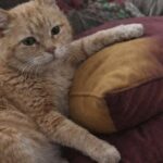 Vecchio gatto adottato si addormenta sul divano poche ore dopo l’arrivo