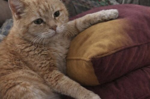 Vecchio gatto adottato si addormenta sul divano poche ore dopo l’arrivo Dopo aver mangiato, il gatto si è sistemato accanto alla nuova proprietaria e ha dormito al caldo per la prima volta nella nuova casa. Era arrivato in casa soltanto da poche ore quando ha scelto un posto preciso: il divano, accanto alla persona che lo aveva appena adottato. Prima ha mangiato una piccola quantità di cibo. Poi si è sistemato sul cuscino, con una zampa appoggiata davanti a sé e lo sguardo ancora incerto. Ha osservato a lungo la nuova proprietaria, cercando probabilmente di comprendere quell’ambiente sconosciuto e la presenza di una persona così vicina. Dopo qualche minuto ha smesso di resistere alla stanchezza. Si è lasciato andare e si è addormentato profondamente. Il vecchio gatto trova finalmente un posto sicuro Il sonno è arrivato senza agitazione, come se il corpo non aspettasse altro. L’animale appariva sfinito, provato da un periodo trascorso all’aperto di cui non si conoscono tutti i dettagli. Non è possibile sapere quante notti abbia affrontato da solo, né per quanto tempo sia rimasto senza un riparo stabile. Il suo aspetto e la prudenza mostrata al momento dell’arrivo fanno però pensare a una vita segnata dalla strada e dall’assenza di un luogo protetto. La casa rappresenta ora un cambiamento netto. Nessun pavimento freddo, nessuna notte trascorsa cercando un angolo in cui ripararsi, nessuna necessità di restare in allerta. Le prime ore dopo l’adozione Il primo pasto è stato seguito da un gesto semplice, ma significativo. Il gatto non si è nascosto e non ha cercato una stanza isolata. Ha preferito restare vicino alla persona che lo aveva accolto. La zampa sul cuscino, il corpo rilassato e gli occhi che lentamente si chiudevano hanno mostrato un primo segnale di fiducia. Non una sicurezza completa, ma abbastanza per concedersi un sonno profondo in un luogo nuovo. Per un animale anziano, l’ingresso in un ambiente sconosciuto può richiedere tempo. In questo caso, però, il bisogno di riposo ha prevalso sulla diffidenza. Una nuova quotidianità al caldo Da questa sera il vecchio gatto avrà un posto stabile in cui dormire, cibo regolare e una presenza costante accanto a lui. La nuova proprietaria lo ha accolto con poche parole: “Benvenuto a casa, piccolo cuore. Non avrai mai più paura.” Le prime ore insieme sono trascorse senza rumori o gesti particolari. È bastato un divano, un cuscino e la possibilità di addormentarsi senza dover cercare protezione.