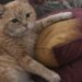 Vecchio gatto adottato si addormenta sul divano poche ore dopo l’arrivo Dopo aver mangiato, il gatto si è sistemato accanto alla nuova proprietaria e ha dormito al caldo per la prima volta nella nuova casa. Era arrivato in casa soltanto da poche ore quando ha scelto un posto preciso: il divano, accanto alla persona che lo aveva appena adottato. Prima ha mangiato una piccola quantità di cibo. Poi si è sistemato sul cuscino, con una zampa appoggiata davanti a sé e lo sguardo ancora incerto. Ha osservato a lungo la nuova proprietaria, cercando probabilmente di comprendere quell’ambiente sconosciuto e la presenza di una persona così vicina. Dopo qualche minuto ha smesso di resistere alla stanchezza. Si è lasciato andare e si è addormentato profondamente. Il vecchio gatto trova finalmente un posto sicuro Il sonno è arrivato senza agitazione, come se il corpo non aspettasse altro. L’animale appariva sfinito, provato da un periodo trascorso all’aperto di cui non si conoscono tutti i dettagli. Non è possibile sapere quante notti abbia affrontato da solo, né per quanto tempo sia rimasto senza un riparo stabile. Il suo aspetto e la prudenza mostrata al momento dell’arrivo fanno però pensare a una vita segnata dalla strada e dall’assenza di un luogo protetto. La casa rappresenta ora un cambiamento netto. Nessun pavimento freddo, nessuna notte trascorsa cercando un angolo in cui ripararsi, nessuna necessità di restare in allerta. Le prime ore dopo l’adozione Il primo pasto è stato seguito da un gesto semplice, ma significativo. Il gatto non si è nascosto e non ha cercato una stanza isolata. Ha preferito restare vicino alla persona che lo aveva accolto. La zampa sul cuscino, il corpo rilassato e gli occhi che lentamente si chiudevano hanno mostrato un primo segnale di fiducia. Non una sicurezza completa, ma abbastanza per concedersi un sonno profondo in un luogo nuovo. Per un animale anziano, l’ingresso in un ambiente sconosciuto può richiedere tempo. In questo caso, però, il bisogno di riposo ha prevalso sulla diffidenza. Una nuova quotidianità al caldo Da questa sera il vecchio gatto avrà un posto stabile in cui dormire, cibo regolare e una presenza costante accanto a lui. La nuova proprietaria lo ha accolto con poche parole: “Benvenuto a casa, piccolo cuore. Non avrai mai più paura.” Le prime ore insieme sono trascorse senza rumori o gesti particolari. È bastato un divano, un cuscino e la possibilità di addormentarsi senza dover cercare protezione.