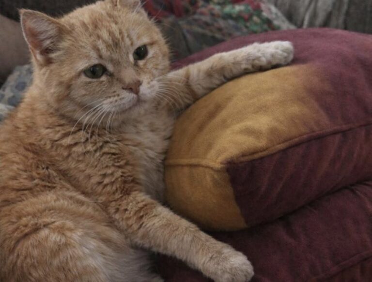 Vecchio gatto adottato si addormenta sul divano poche ore dopo l’arrivo Dopo aver mangiato, il gatto si è sistemato accanto alla nuova proprietaria e ha dormito al caldo per la prima volta nella nuova casa. Era arrivato in casa soltanto da poche ore quando ha scelto un posto preciso: il divano, accanto alla persona che lo aveva appena adottato. Prima ha mangiato una piccola quantità di cibo. Poi si è sistemato sul cuscino, con una zampa appoggiata davanti a sé e lo sguardo ancora incerto. Ha osservato a lungo la nuova proprietaria, cercando probabilmente di comprendere quell’ambiente sconosciuto e la presenza di una persona così vicina. Dopo qualche minuto ha smesso di resistere alla stanchezza. Si è lasciato andare e si è addormentato profondamente. Il vecchio gatto trova finalmente un posto sicuro Il sonno è arrivato senza agitazione, come se il corpo non aspettasse altro. L’animale appariva sfinito, provato da un periodo trascorso all’aperto di cui non si conoscono tutti i dettagli. Non è possibile sapere quante notti abbia affrontato da solo, né per quanto tempo sia rimasto senza un riparo stabile. Il suo aspetto e la prudenza mostrata al momento dell’arrivo fanno però pensare a una vita segnata dalla strada e dall’assenza di un luogo protetto. La casa rappresenta ora un cambiamento netto. Nessun pavimento freddo, nessuna notte trascorsa cercando un angolo in cui ripararsi, nessuna necessità di restare in allerta. Le prime ore dopo l’adozione Il primo pasto è stato seguito da un gesto semplice, ma significativo. Il gatto non si è nascosto e non ha cercato una stanza isolata. Ha preferito restare vicino alla persona che lo aveva accolto. La zampa sul cuscino, il corpo rilassato e gli occhi che lentamente si chiudevano hanno mostrato un primo segnale di fiducia. Non una sicurezza completa, ma abbastanza per concedersi un sonno profondo in un luogo nuovo. Per un animale anziano, l’ingresso in un ambiente sconosciuto può richiedere tempo. In questo caso, però, il bisogno di riposo ha prevalso sulla diffidenza. Una nuova quotidianità al caldo Da questa sera il vecchio gatto avrà un posto stabile in cui dormire, cibo regolare e una presenza costante accanto a lui. La nuova proprietaria lo ha accolto con poche parole: “Benvenuto a casa, piccolo cuore. Non avrai mai più paura.” Le prime ore insieme sono trascorse senza rumori o gesti particolari. È bastato un divano, un cuscino e la possibilità di addormentarsi senza dover cercare protezione.
