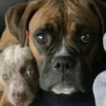 Va al rifugio per adottare Bruno, ma il cane rifiuta di lasciare il suo cucciolo amico