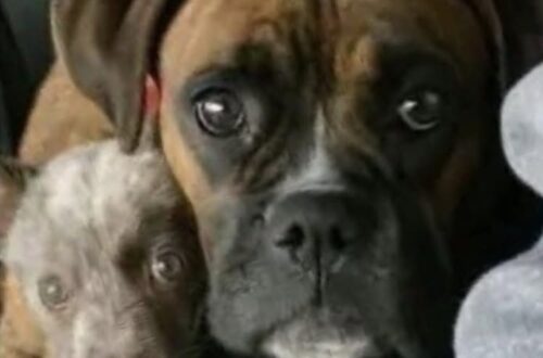 Va al rifugio per adottare Bruno, ma il cane rifiuta di lasciare il suo cucciolo amico La donna aveva scelto un solo cane, ma davanti al legame tra Bruno e un piccolo meticcio ha deciso di portarli entrambi a casa. Era arrivata al rifugio con una decisione già presa. Aveva visto online la fotografia di un meticcio Boxer, robusto e dal muso marcato, e aveva già immaginato la vita insieme a lui. Nella sua testa quel cane aveva persino un nome: Bruno. Il programma sembrava semplice. Entrare nella struttura, incontrarlo, compilare i documenti e tornare a casa con il nuovo compagno. Si aspettava che il cane le corresse incontro, che cercasse il contatto e mostrasse entusiasmo davanti al guinzaglio. Quando la volontaria aprì la porta del box, però, Bruno rimase fermo. Non scodinzolò e non avanzò. Abbassò la testa e lasciò uscire un lamento appena percettibile, senza distogliere lo sguardo da un punto alle sue spalle. “Dai, vieni,” gli disse la donna, avvicinandosi con cautela. Il cane la osservò per pochi istanti, poi tornò a guardare verso il fondo del box. Bruno non voleva lasciare il cucciolo nel rifugio Nell’angolo più lontano era rannicchiato un cucciolo molto piccolo, coperto di polvere e visibilmente spaventato. Aveva il mantello blue merle, non più di otto settimane e il corpo scosso da continui tremori. Il piccolo non cercava la donna. Guardava soltanto Bruno. Anche il cane adulto, a sua volta, continuava a controllare ogni suo movimento. La situazione apparve subito diversa da quella immaginata prima della visita. I due animali non stavano semplicemente condividendo lo stesso spazio. Nel rumore continuo del rifugio, tra abbai, porte metalliche e persone di passaggio, avevano costruito una forma di protezione reciproca. Bruno sembrava essere diventato il punto di riferimento del cucciolo. Il piccolo si affidava alla sua presenza, mentre il cane adulto rifiutava di allontanarsi senza di lui. Il mancato entusiasmo davanti al guinzaglio non dipendeva quindi da diffidenza o testardaggine. Bruno aveva compreso che uscire da quel box avrebbe significato lasciare indietro il suo compagno. La domanda che cambia l’adozione Di fronte a quella scena, la donna smise di pensare all’adozione come a una scelta individuale. La decisione iniziale riguardava un solo cane, ma il comportamento dei due animali rendeva evidente quanto fossero legati. Si voltò verso la volontaria e pose la domanda che avrebbe modificato completamente il progetto con cui era entrata nel rifugio. “Posso portarli via entrambi?” La risposta arrivò senza esitazione. “Speravo proprio che lo chiedessi. Dormono insieme accoccolati ogni notte.” Il personale della struttura conosceva già il rapporto tra Bruno e il cucciolo. I due trascorrevano insieme gran parte della giornata e durante la notte dormivano uno accanto all’altro, mantenendo quel contatto che li aiutava ad affrontare la permanenza nel box. Dopo aver completato le procedure necessarie, la donna uscì dal rifugio con due guinzagli anziché uno. L’uscita dal box fianco a fianco Quando la porta venne aperta per l’ultima volta, Bruno non mostrò più esitazione. Si avviò verso l’uscita insieme al cucciolo, mantenendosi al suo fianco. I due attraversarono la struttura con le spalle che si sfioravano, senza separarsi. Il cane adulto avanzava lentamente, regolando il passo su quello del piccolo, ancora incerto e intimorito dall’ambiente circostante. La donna era arrivata per adottare il cane visto online e immaginato come compagno di escursioni. Tornò a casa con una coppia già formata, unita da un legame nato nel luogo in cui entrambi avevano cercato sicurezza. Bruno non aveva rifiutato una nuova famiglia. Aveva semplicemente chiarito, con il proprio comportamento, che non sarebbe andato via da solo.
