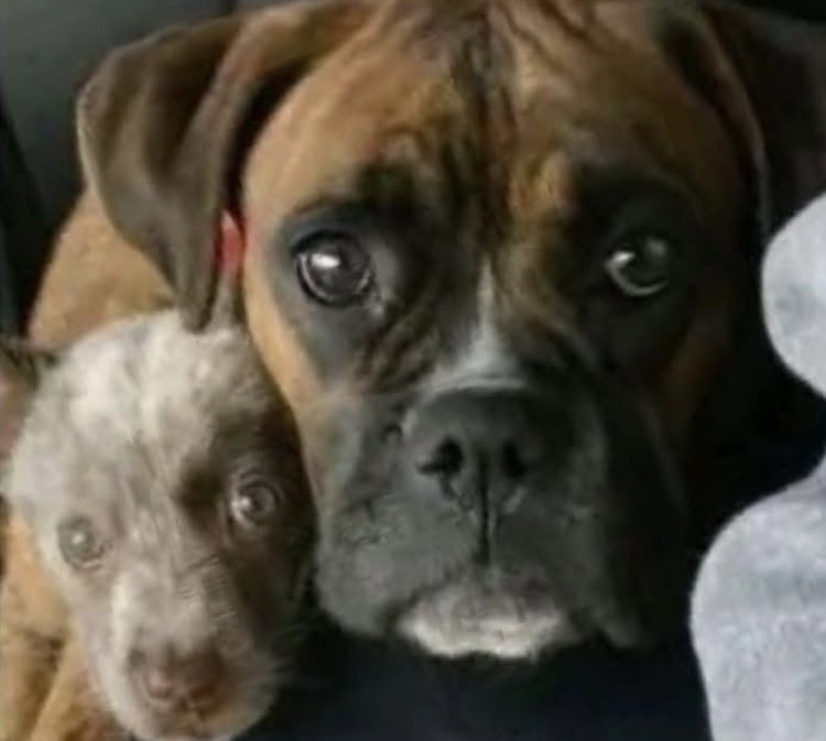 Va al rifugio per adottare Bruno, ma il cane rifiuta di lasciare il suo cucciolo amico La donna aveva scelto un solo cane, ma davanti al legame tra Bruno e un piccolo meticcio ha deciso di portarli entrambi a casa. Era arrivata al rifugio con una decisione già presa. Aveva visto online la fotografia di un meticcio Boxer, robusto e dal muso marcato, e aveva già immaginato la vita insieme a lui. Nella sua testa quel cane aveva persino un nome: Bruno. Il programma sembrava semplice. Entrare nella struttura, incontrarlo, compilare i documenti e tornare a casa con il nuovo compagno. Si aspettava che il cane le corresse incontro, che cercasse il contatto e mostrasse entusiasmo davanti al guinzaglio. Quando la volontaria aprì la porta del box, però, Bruno rimase fermo. Non scodinzolò e non avanzò. Abbassò la testa e lasciò uscire un lamento appena percettibile, senza distogliere lo sguardo da un punto alle sue spalle. “Dai, vieni,” gli disse la donna, avvicinandosi con cautela. Il cane la osservò per pochi istanti, poi tornò a guardare verso il fondo del box. Bruno non voleva lasciare il cucciolo nel rifugio Nell’angolo più lontano era rannicchiato un cucciolo molto piccolo, coperto di polvere e visibilmente spaventato. Aveva il mantello blue merle, non più di otto settimane e il corpo scosso da continui tremori. Il piccolo non cercava la donna. Guardava soltanto Bruno. Anche il cane adulto, a sua volta, continuava a controllare ogni suo movimento. La situazione apparve subito diversa da quella immaginata prima della visita. I due animali non stavano semplicemente condividendo lo stesso spazio. Nel rumore continuo del rifugio, tra abbai, porte metalliche e persone di passaggio, avevano costruito una forma di protezione reciproca. Bruno sembrava essere diventato il punto di riferimento del cucciolo. Il piccolo si affidava alla sua presenza, mentre il cane adulto rifiutava di allontanarsi senza di lui. Il mancato entusiasmo davanti al guinzaglio non dipendeva quindi da diffidenza o testardaggine. Bruno aveva compreso che uscire da quel box avrebbe significato lasciare indietro il suo compagno. La domanda che cambia l’adozione Di fronte a quella scena, la donna smise di pensare all’adozione come a una scelta individuale. La decisione iniziale riguardava un solo cane, ma il comportamento dei due animali rendeva evidente quanto fossero legati. Si voltò verso la volontaria e pose la domanda che avrebbe modificato completamente il progetto con cui era entrata nel rifugio. “Posso portarli via entrambi?” La risposta arrivò senza esitazione. “Speravo proprio che lo chiedessi. Dormono insieme accoccolati ogni notte.” Il personale della struttura conosceva già il rapporto tra Bruno e il cucciolo. I due trascorrevano insieme gran parte della giornata e durante la notte dormivano uno accanto all’altro, mantenendo quel contatto che li aiutava ad affrontare la permanenza nel box. Dopo aver completato le procedure necessarie, la donna uscì dal rifugio con due guinzagli anziché uno. L’uscita dal box fianco a fianco Quando la porta venne aperta per l’ultima volta, Bruno non mostrò più esitazione. Si avviò verso l’uscita insieme al cucciolo, mantenendosi al suo fianco. I due attraversarono la struttura con le spalle che si sfioravano, senza separarsi. Il cane adulto avanzava lentamente, regolando il passo su quello del piccolo, ancora incerto e intimorito dall’ambiente circostante. La donna era arrivata per adottare il cane visto online e immaginato come compagno di escursioni. Tornò a casa con una coppia già formata, unita da un legame nato nel luogo in cui entrambi avevano cercato sicurezza. Bruno non aveva rifiutato una nuova famiglia. Aveva semplicemente chiarito, con il proprio comportamento, che non sarebbe andato via da solo.