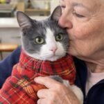 A 83 anni adotta un gatto che si stava lasciando andare: nasce un legame inatteso