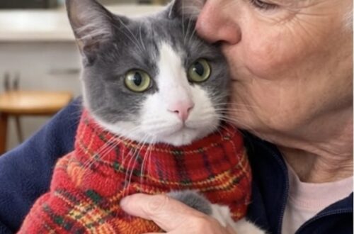 A 83 anni adotta un gatto che si stava lasciando andare: nasce un legame inatteso Martine ha accolto un gatto anziano in condizioni delicate. In pochi giorni, l’animale ha cambiato il ritmo della sua vita. A 83 anni, Martine pensava che il tempo davanti a lei sarebbe trascorso senza grandi cambiamenti. Le giornate erano ordinate, silenziose e prevedibili. Poi, sul sito di un rifugio, ha notato la fotografia di un gatto anziano avvolto in un piccolo maglione. L’animale aveva uno sguardo stanco e restava da tempo in attesa di una famiglia. Secondo gli operatori, mangiava poco, reagiva sempre meno e sembrava aver perso interesse per ciò che accadeva intorno a lui. Quando Martine telefonò per chiedere informazioni, la risposta fu diretta: « Si sta spegnendo. Si sta lasciando andare. » Lei non esitò. « Non spostatelo. Sto arrivando. » Martine incontra il gatto del rifugio L’incontro avvenne poco dopo. Quando il gatto venne sistemato tra le sue braccia, non cercò di allontanarsi e non mostrò resistenza. Si rannicchiò contro di lei, lasciandosi accarezzare. Martine lo strinse con delicatezza e gli posò un bacio sulla testa. Un gesto semplice, con cui volle fargli capire che da quel momento non sarebbe più rimasto solo. Il trasferimento nella nuova casa segnò l’inizio di un cambiamento graduale. L’animale trovò un ambiente tranquillo, una stanza calda e una presenza costante. Nei primi giorni accettò le cure senza difficoltà, trascorrendo molto tempo vicino alla sua nuova proprietaria. Non servivano giochi o grandi spazi. Gli bastavano una coperta, una voce familiare e qualcuno disposto a rispettare i suoi tempi. Il ritorno alla fiducia Con il passare dei giorni, il gatto cominciò a mostrare maggiore attenzione per ciò che lo circondava. Prima seguiva Martine soltanto con lo sguardo. In seguito iniziò ad accompagnarla da una stanza all’altra, mantenendosi sempre a poca distanza. Sembrava voler controllare che non andasse via. La presenza dell’animale modificò anche le abitudini della donna. Le giornate non erano più scandite soltanto dai pasti, dalle faccende domestiche e dal silenzio della casa. C’era qualcuno da accudire, osservare e aspettare. Il gatto, inizialmente descritto come rassegnato, ritrovò progressivamente interesse per il cibo, per le carezze e per i piccoli movimenti quotidiani della casa. Un’adozione che ha cambiato entrambi Chi conosce la vicenda tende a raccontarla come il salvataggio di un animale anziano. Martine, però, la considera in modo diverso. “La gente dice spesso che sono stata io a salvare un vecchio gatto.” “Ma la verità è che è stato lui a salvare me.” L’arrivo del gatto ha riempito uno spazio rimasto vuoto nella vita della donna. La sua presenza ha riportato attenzione, compagnia e una nuova routine nelle giornate. “Ha reso le mie giornate più dolci. E mi ha restituito un motivo per sorridere — semplicemente così, lì, stretto a me.” Il gatto che nel rifugio sembrava essersi arreso ha trovato una casa tranquilla. Martine, convinta di non avere più sorprese davanti a sé, ha trovato invece una presenza capace di rendere meno vuoto il tempo.